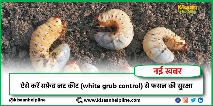 ऐसे करें सफ़ेद लट कीट (white grub control) से फसल की सुरक्षा 