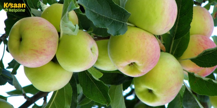 वैज्ञानिकों ने सेब की दो नई किस्मों को किया विकसित, गर्म इलाकों में भी कर सकते है किसान इसकी खेती