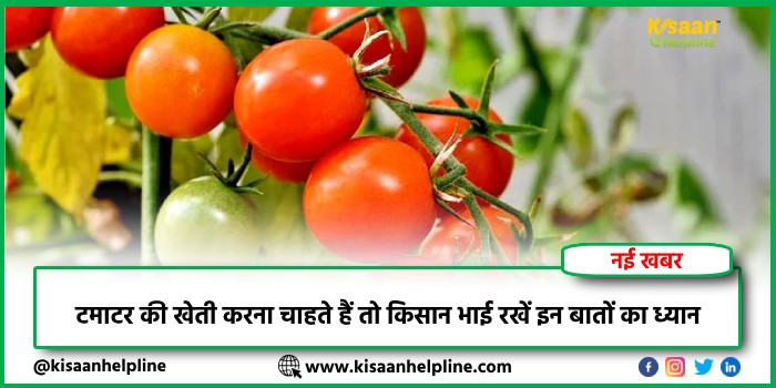 Tomato Farming : टमाटर की खेती करना चाहते हैं तो किसान भाई रखें इन बातों का ध्यान