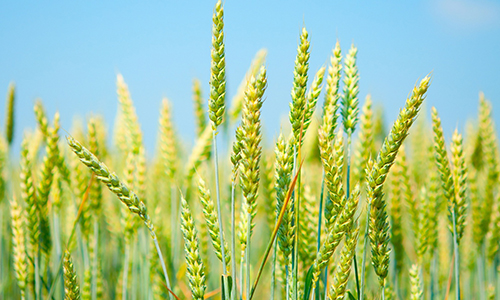 Wheat Crop Farming Information in India | गेहूँ की उन्नत खेती