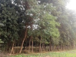 Simal tree and its cotton for sale