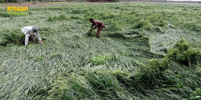 इस राज्य के किसानों को मिला फसल नुकसान का मुआवजा, 67,758 किसानों के खाते में डाले 181 करोड़ रुपये