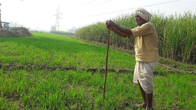 खेत खलिहान: बेमौसम बारिश से सरसों, मटर-आलू और झुलसा की चिंता