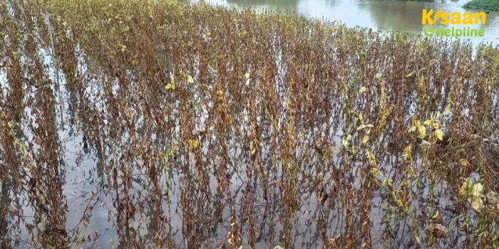 बेमौसम बारिश से किसानों के अरमानों पर फिरा पानी, हो रहा भारी नुकसान