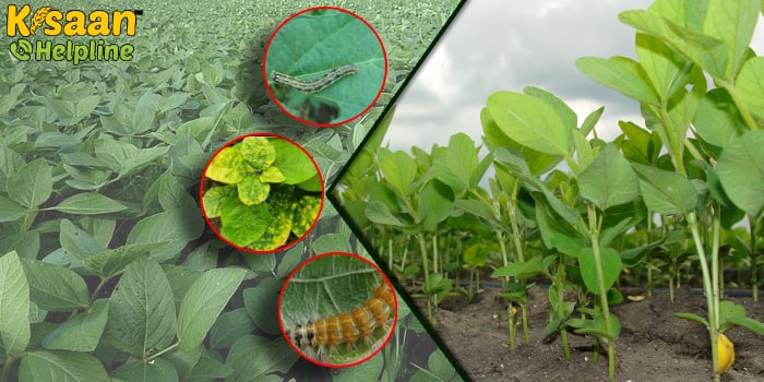 सोयाबीन की खेती में हानिकारक कीट और रोग के नियंत्रण के लिए कृषि वैज्ञानिकों ने जारी की उपयोगी सलाह