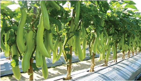 ताईवानी तकनीक से सब्जी की खेती करे होगा 10 गुना अधिक मुनाफा