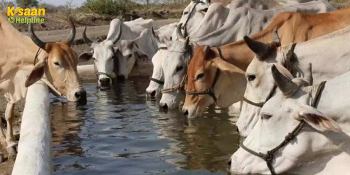 मध्य प्रदेश में गाय पालने पर सरकार हर महीने दे रही है इतने रुपए, साथ ही पशु चिकित्सा एंबुलेंस की शुरुआत