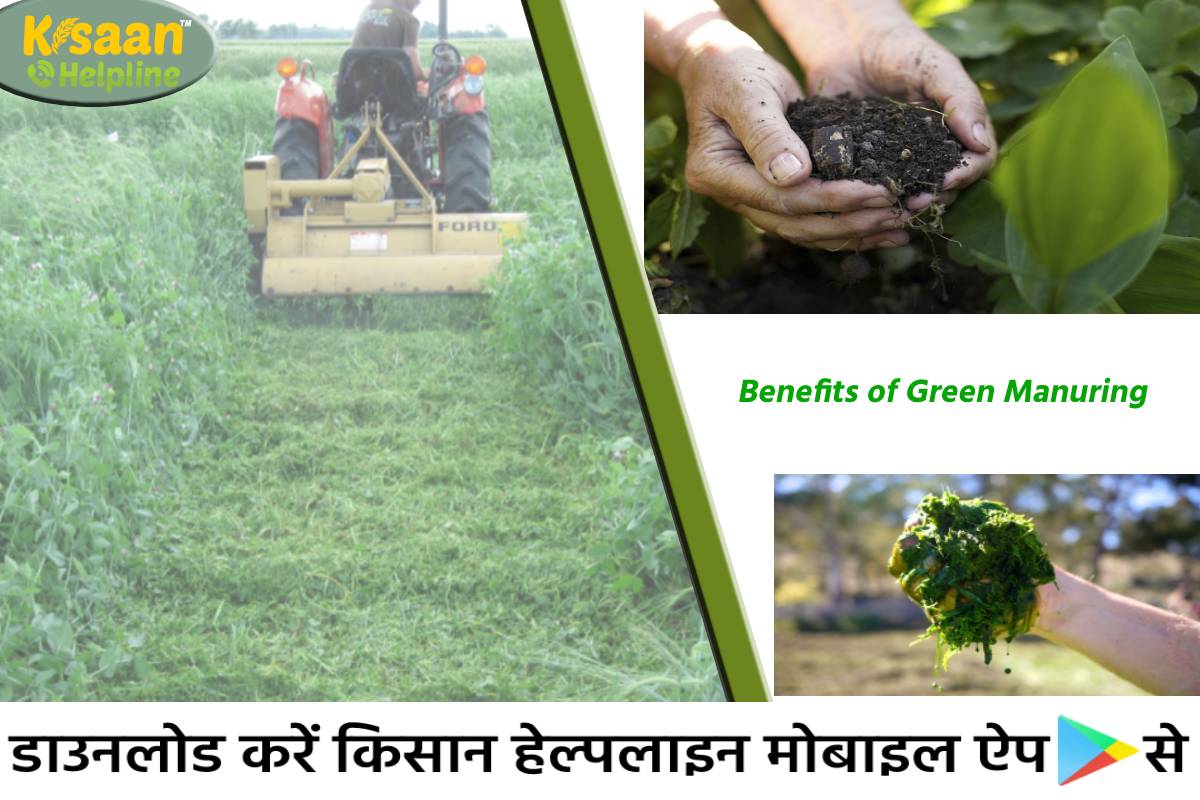 मिट्टी के भौतिक गुणों में सुधार के लिए महत्वपूर्ण है हरी खाद, जानिए हरी खाद के लाभ