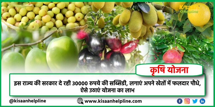 इस राज्य की सरकार दे रही 30000 रुपये की सब्सिडी, लगाएं अपने खेतों में फलदार पौधे, ऐसे उठाएं योजना का लाभ