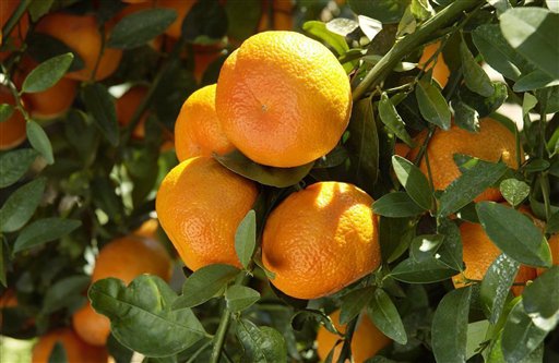 संतरा की खेती मध्य प्रदेश में मुख्यारूप से इन जिलों में की जाती है 