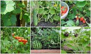 वर्टिकल फार्मिंग से घर में तैयार कर सकते हैं सब्जी का बगीचा