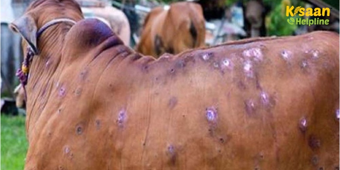 लंपी वायरस के बढ़ते मामलों को देखते हुए मध्य प्रदेश सरकार ने जारी किया हेल्पलाइन नंबर, पशुओं को लगाया जाएगा मुफ्त टीका