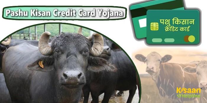 Pashu Kisan Credit Card Yojana : इस राज्य की सरकार दे रही गाय-भैंस की खरीद पर इतने लाख रूपये का लोन, ऐसे उठाएं लाभ