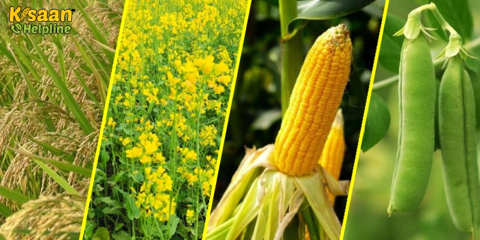 धान, मक्का, सरसों, मटर और सब्जीवर्गीय फसलों की खेती को लेकर कृषि वैज्ञानिकों ने जारी की कृषि एडवाइजरी
