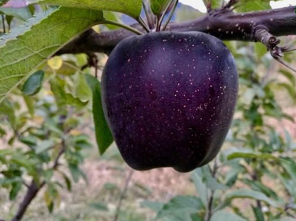 जान लीजिये कहा होती है काले रंग के सेब की खेती
