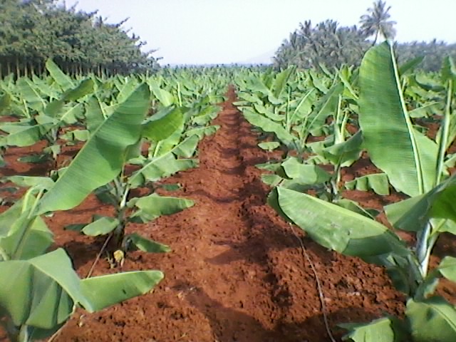 Banana Farming- केले की उन्नत खेती