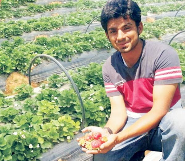 बॉक्सिंग छोड़ कर रहे स्ट्राॅबेरी की खेती, सालाना कमाते हैं लाखों रुपए