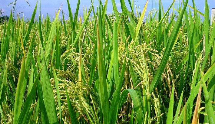 वाराणसी में बनेगा चावल अनुसन्धान केंद्र