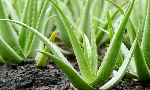 commercial cultivation of Aloe Vera