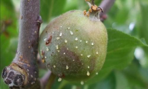 Fire Blight Diseases of Apple and its Management