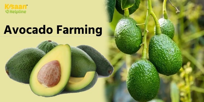 इस साल से केंद्रीय कृषि विश्वविद्यालय में एवोकैडो की खेती (Avocado Farming) एवं अनुसंधान शुरू किया जाएगा