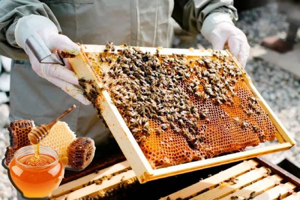 मधुमक्खी पालन एवं मधुवाटिका का प्रबंधन