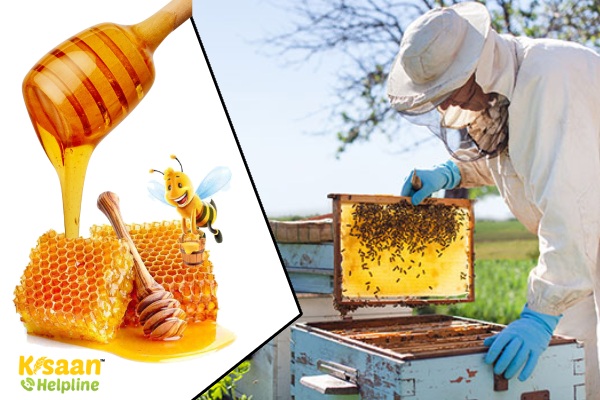 देश में मधुमक्खी पालन की समृद्ध परंपरा
