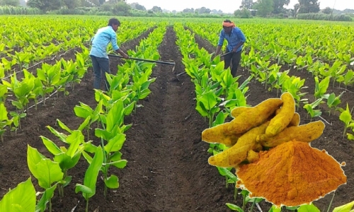 Cultivation of turmeric’s