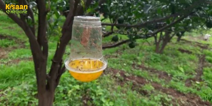 आम के फल मक्खी का प्रबन्धन कीटनाशकों के बजाय फेरोमन ट्रैप से करें