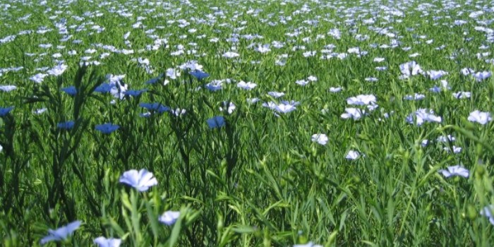 Scientific Cultivation of Dual Purpose crop - Linseed