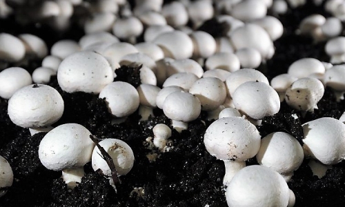 Button Mushroom: A Prosperous Farming