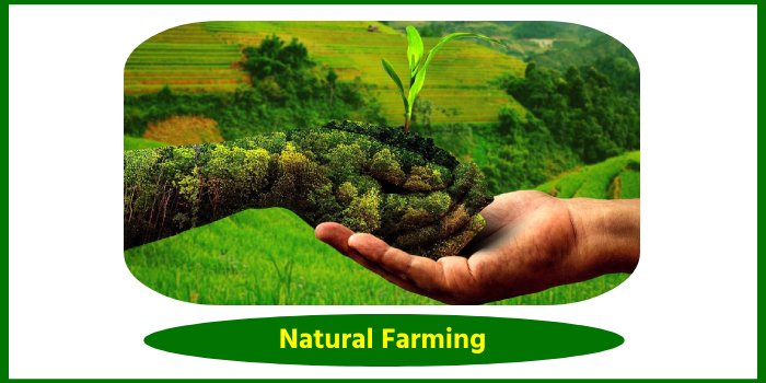 प्राकृतिक खेती (Natural Farming)के सिद्धांत, चुनौतियाँ, लाभ एवं रोग प्रबन्धन 