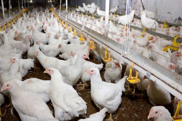 Role of Essential Oil in Poultry Diet: New advances 