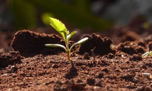मृदा मे सुक्ष्मजीवों का महत्व