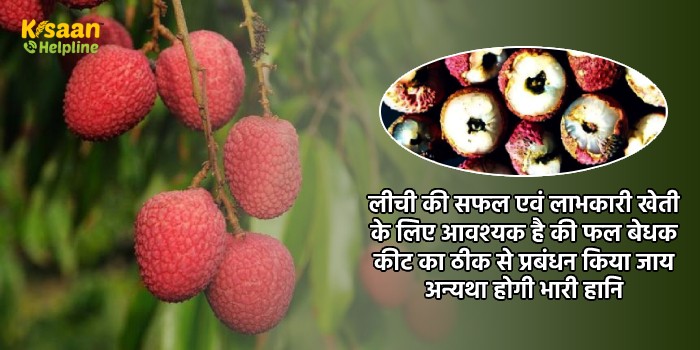 लीची की सफल एवं लाभकारी खेती के लिए आवश्यक है की फल बेधक कीट का ठीक से प्रबंधन किया जाय अन्यथा होगी भारी हानि
