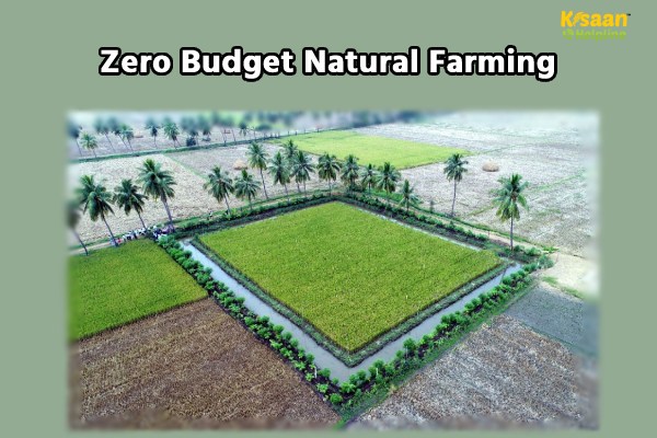 Zero Budget Natural Farming (ZBNF)