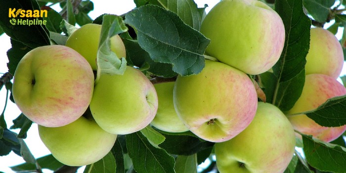 सफलता की कहानी : ओडिशा के एक किसान ने गर्म जलवायु में सेब की खेती करके कर दिया सब को हैरान