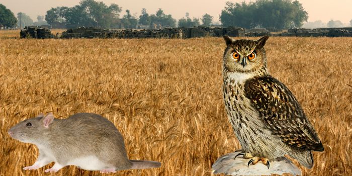 गेहूँ की खड़ी फसल में उल्लू (Owl) के माध्यम से चूहों का करें जैविक नियंत्रण (बिना रसायनों के) ?