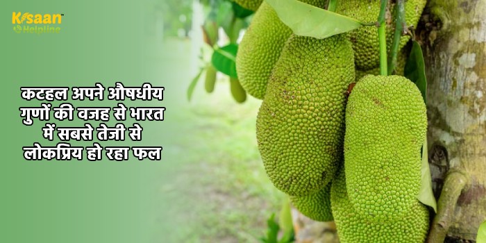 कटहल अपने औषधीय गुणों की वजह से भारत में सबसे तेजी से लोकप्रिय हो रहा फल