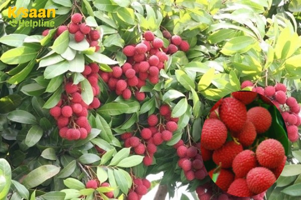 लीची में दिसंबर के अंतिम सप्ताह से लेकर फल के लौंग के आकार के होने तक क्या करें, क्या ना करें?
