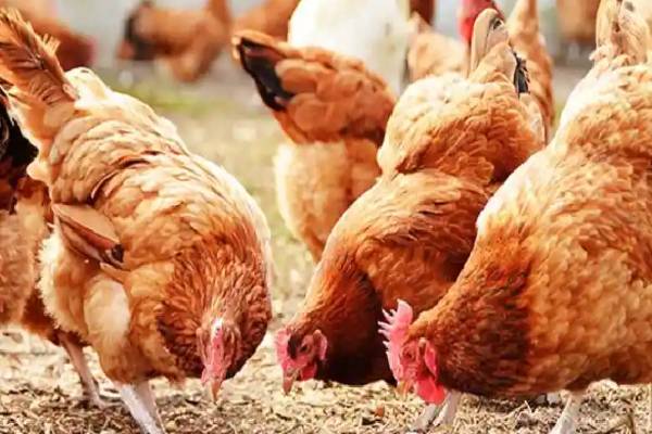 मुर्गी पालन से किसानों की आय में बढ़ोत्तरी