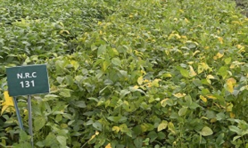 सोयाबीन एनआरसी 131 (आईएस 136) (soybean variety NRC 131)