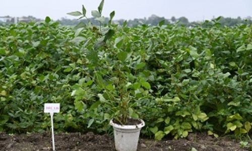 सोयाबीन किस्म एनआरसी 136 (soybean variety NRC 136)