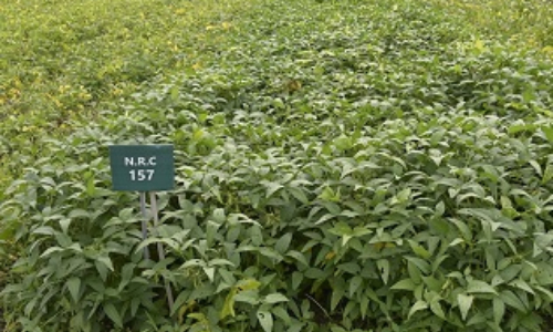 Soybean - NRC 157 (एनआरसी 157)
