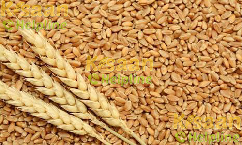  Wheat - जे.डब्ल्यू 1203 (JW 1203)