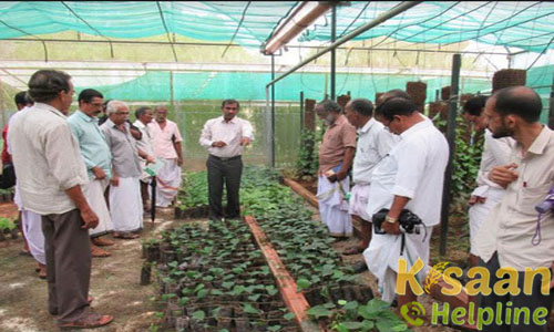 Production of Garlic through raise bed method by mulching Production of Garlic through raise bed method by mulching