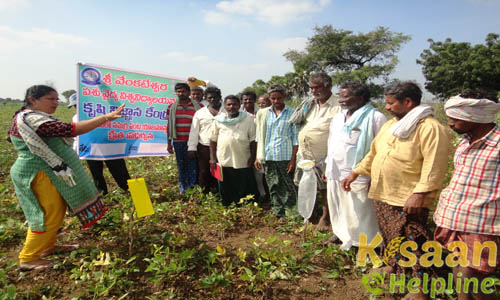 Krishi Vigyan Kendra, Guntur