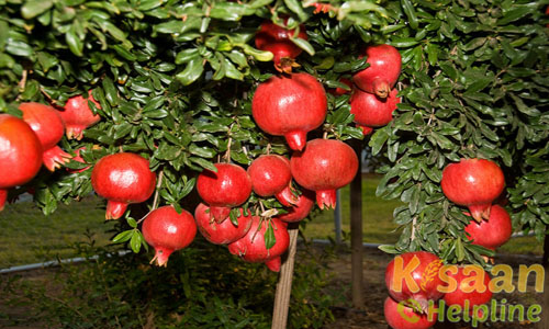 Cultivation of pomegranate |Pomegranate Farming of M.P.