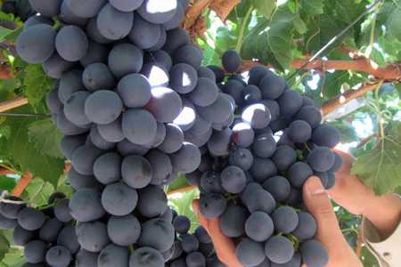 Production of Capsicum in polyhouse & Table Grape