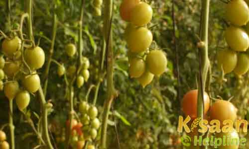 Production Of Planting Material | Agriculture Spots Info Production Of Planting Material | Agriculture Spots Info